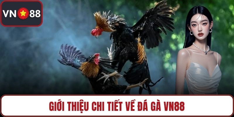 Giới thiệu chi tiết về đá gà VN88