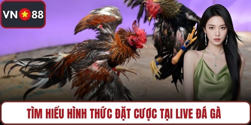 Tìm hiểu hình thức đặt cược tại live đá gà
