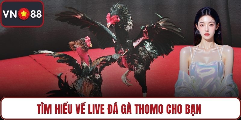 Tìm hiểu về live đá gà Thomo cho bạn