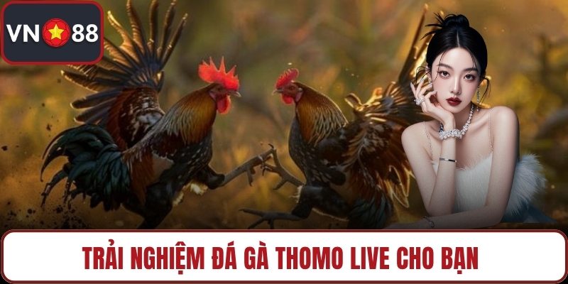 Trải nghiệm đá gà thomo live cho bạn